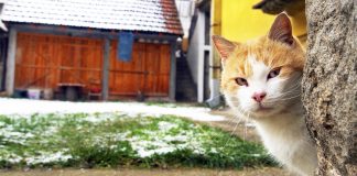 10 sfaturi pentru a gasi o pisica pierduta