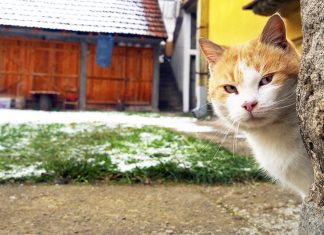 10 sfaturi pentru a gasi o pisica pierduta