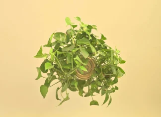 Care sunt beneficiile pentru sanatate ale cresonului?