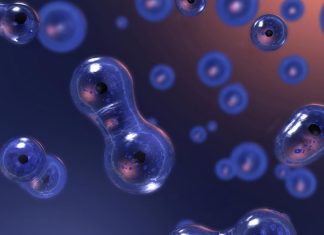 Cele 7 diferente dintre mitoza si meioza