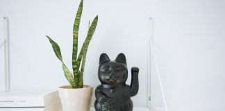 Plante feng shui pentru prosperitate si abundenta