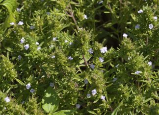 Proprietatile cimbrului de iarna