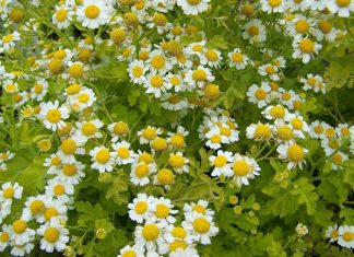 Spilcuta: Ce este, proprietati si contraindicatii